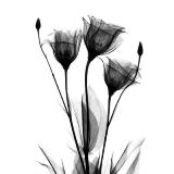 black-flower-grey-design